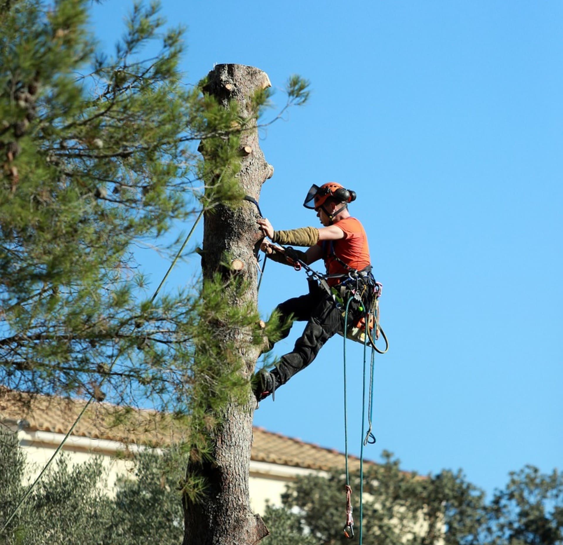 Tree Trimming